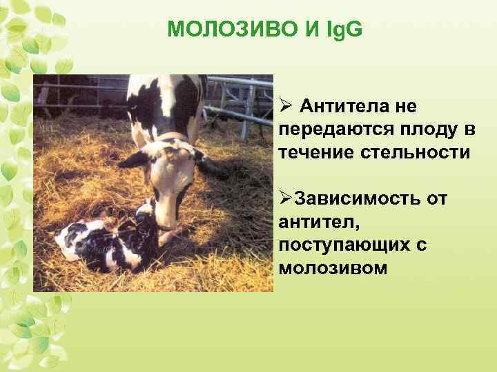 МОЛОЗИВО И Ig. G Ø Антитела не передаются плоду в течение стельности ØЗависимость от