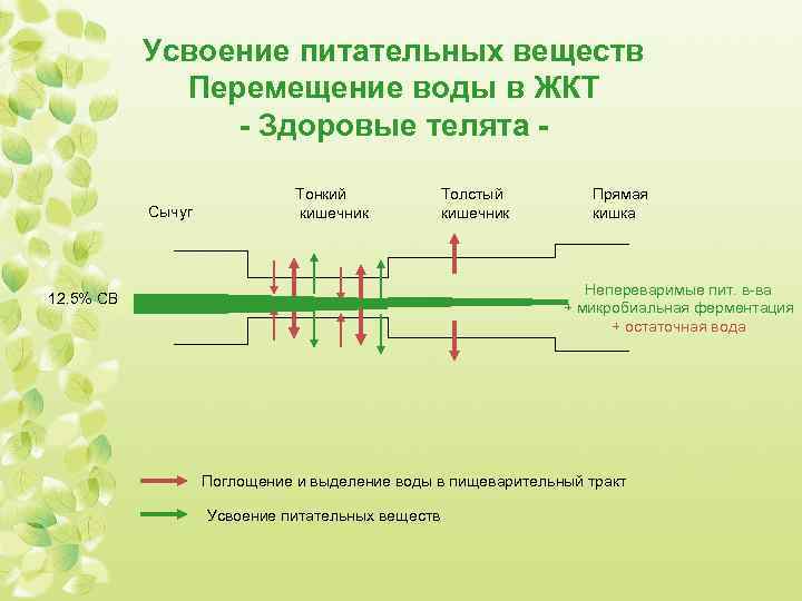 Усвоение питательных веществ происходит