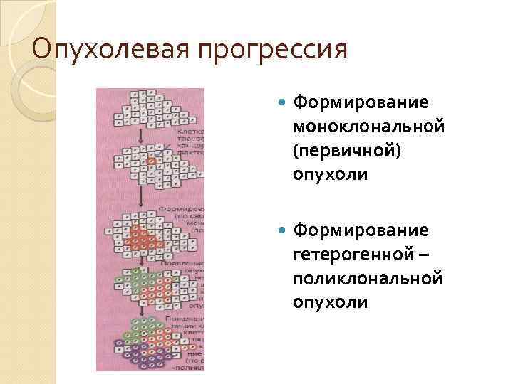 Опухолевая прогрессия Формирование моноклональной (первичной) опухоли Формирование гетерогенной – поликлональной опухоли 