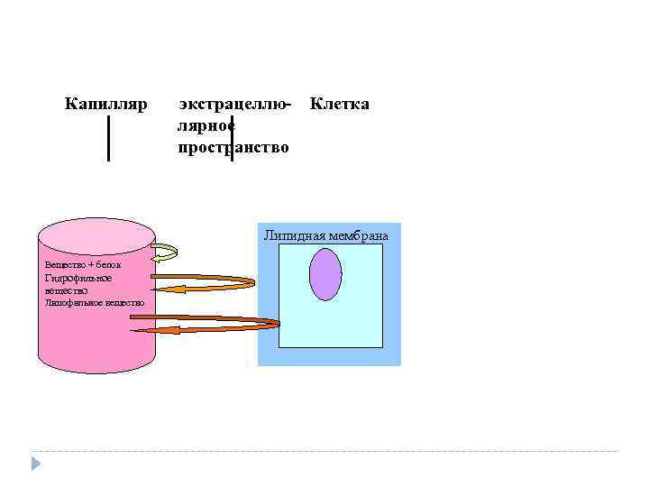 Капилляр экстрацеллюлярное пространство Клетка Липидная мембрана Вещество + белок Гидрофильное вещество Липофильное вещество 