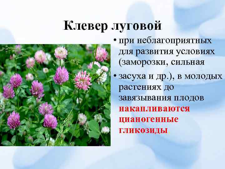 Клевер луговой • при неблагоприятных для развития условиях (заморозки, сильная • засуха и др.