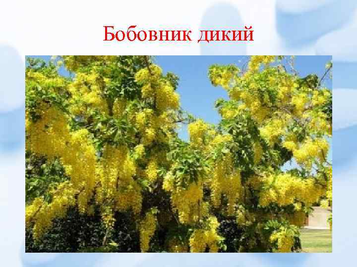 Бобовник дикий 