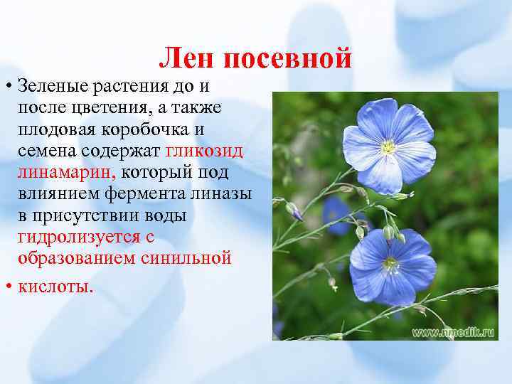 Лен посевной • Зеленые растения до и после цветения, а также плодовая коробочка и