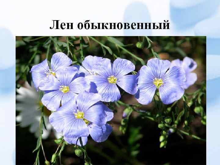 Лен обыкновенный 