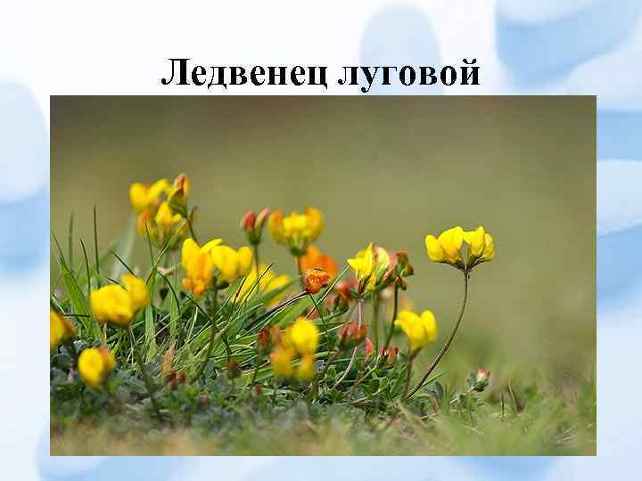 Ледвенец луговой 