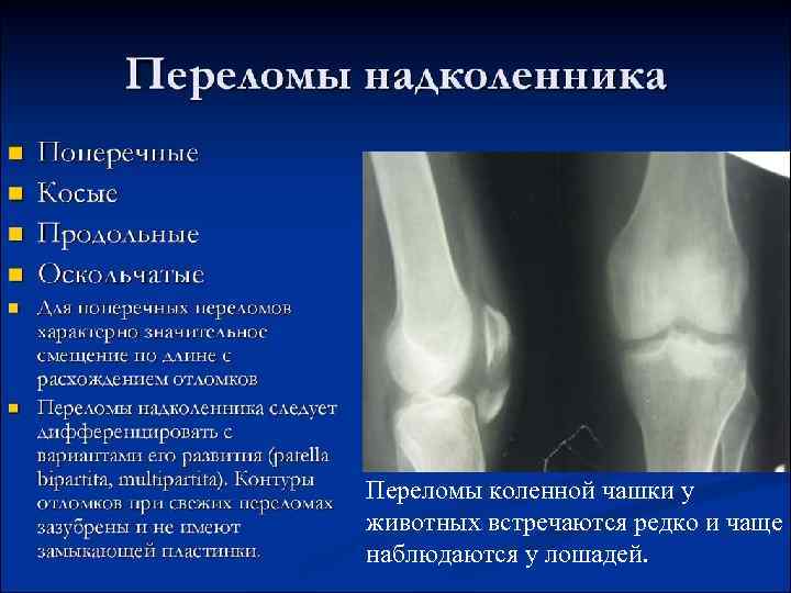 Переломы коленной чашки у животных встречаются редко и чаще наблюдаются у лошадей. 