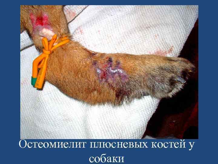 Остеомиелит плюсневых костей у собаки 