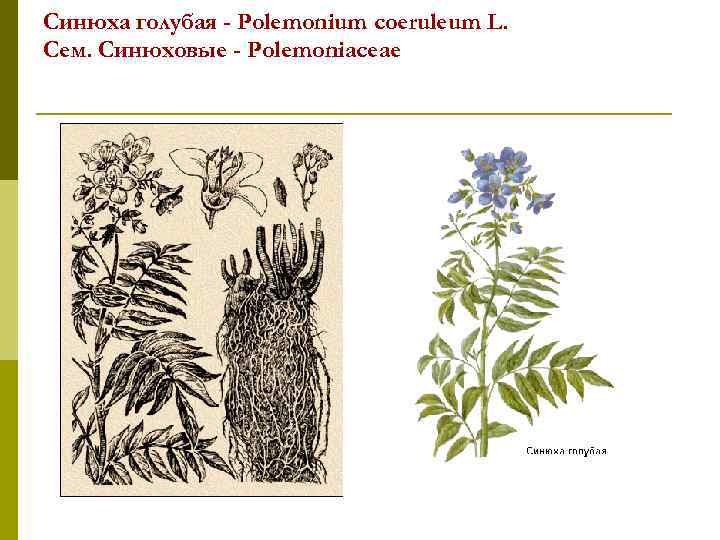 Синюха голубая - Polemonium coeruleum L. Сем. Синюховые - Polemoniaceae 