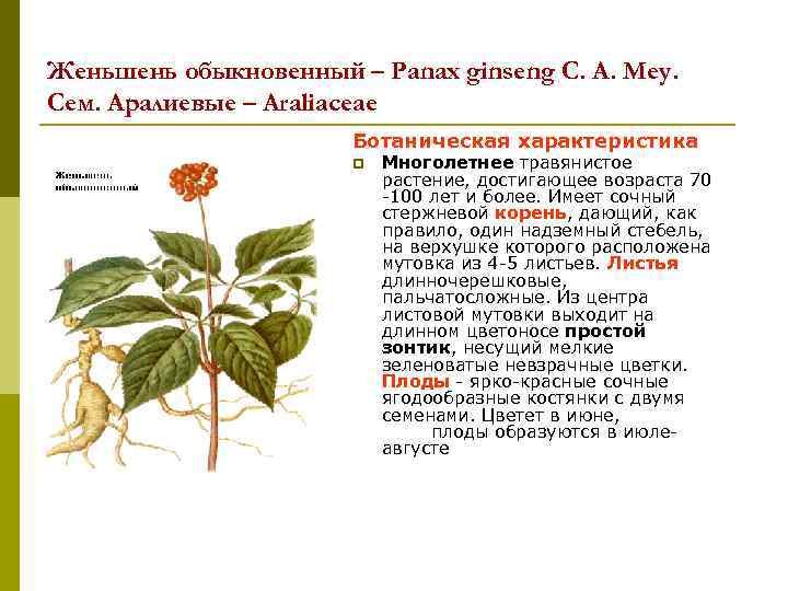 Женьшень обыкновенный – Panax ginseng C. A. Меy. Сем. Аралиевые – Araliaceae Ботаническая характеристика