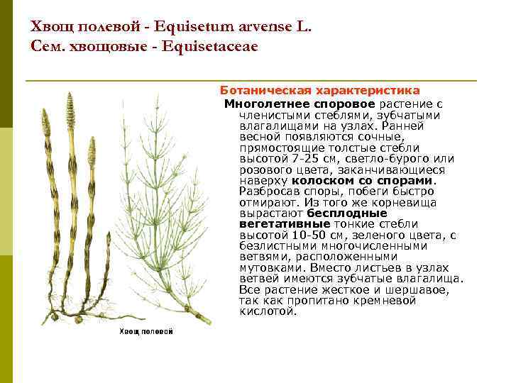 Хвощ полевой - Equisetum arvense L. Сем. хвощовые - Equisetaceae Ботаническая характеристика Многолетнее споровое