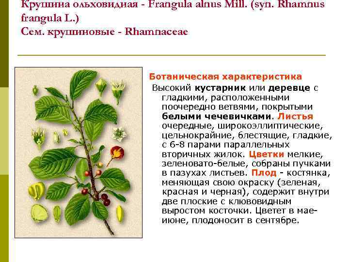 Крушина ольховидная - Frangula alnus Mill. (syn. Rhamnus frangula L. ) Сем. крушиновые -