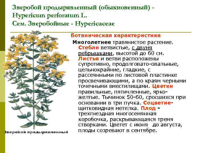 Зверобой продырявленный (обыкновенный) Hypericum perforatum L. Сем. Зверобойные - Hypericaceae Ботаническая характеристика Многолетнее травянистое