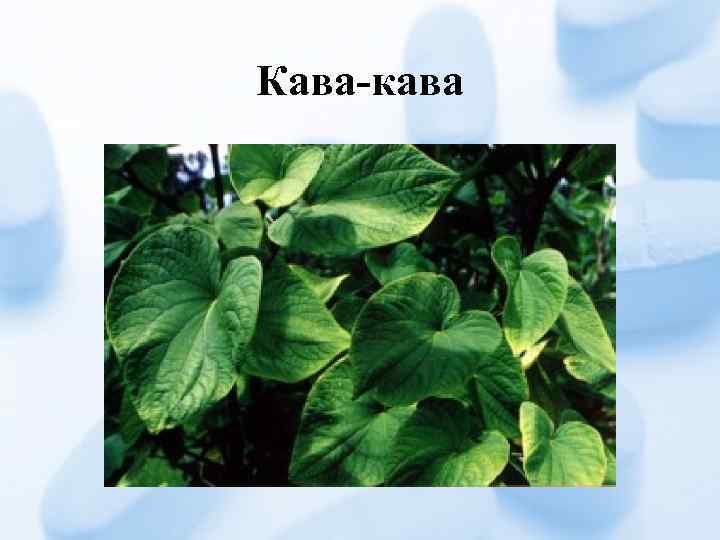 Кава-кава 