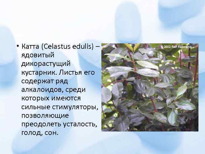  • Катта (Celastus edulis) – ядовитый дикорастущий кустарник. Листья его содержат ряд алкалоидов,