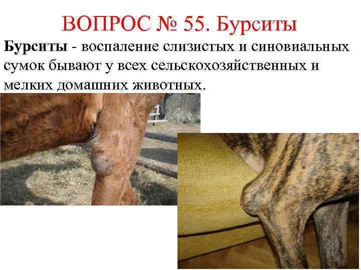 ВОПРОС № 55. Бурситы - воспаление слизистых и синовиальных сумок бывают у всех сельскохозяйственных
