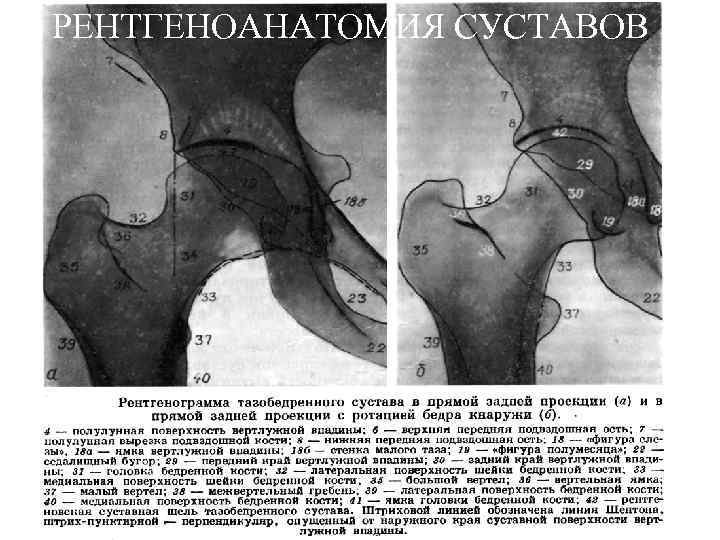 РЕНТГЕНОАНАТОМИЯ СУСТАВОВ 