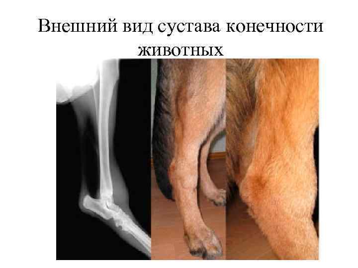 Внешний вид сустава конечности животных 