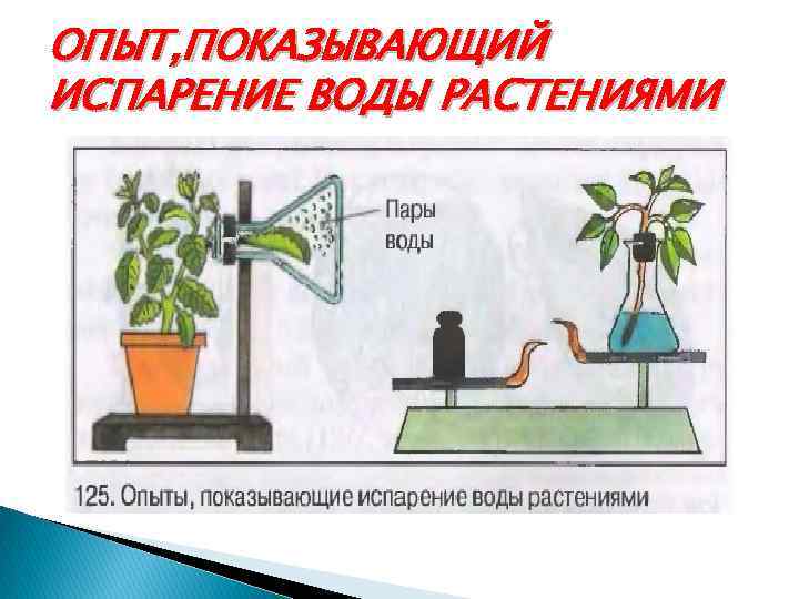 На рисунке показан эксперимент. Испарение воды растениями 6 класс биология. Опыт испарение воды растениями 6 класс биология. Опыты показывающие испарение воды растениями. Биология 6 класс испарение воды растениями листопад.