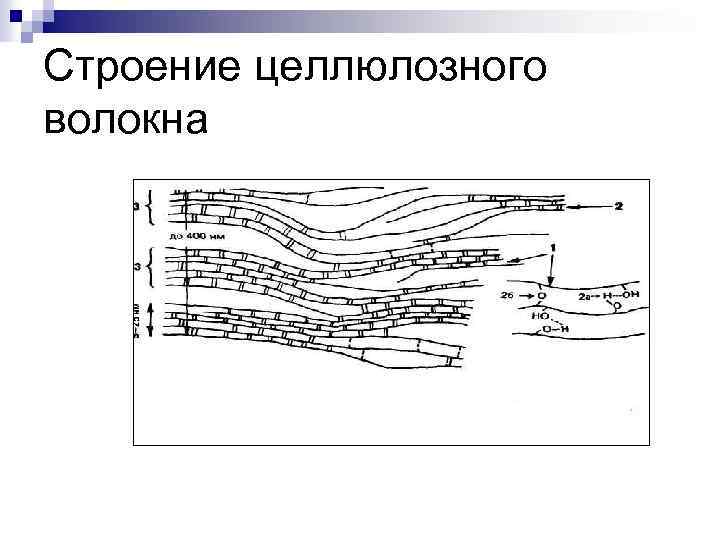 Строение целлюлозного волокна 