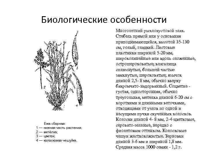 Биологические особенности Ежа сборная: 1 — нижняя часть растения; 2 — метёлка; 3 —