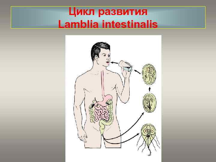 Цикл развития Lamblia intestinalis 