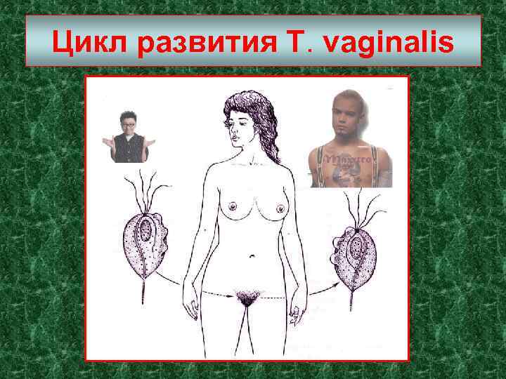 Цикл развития Т. vaginalis 