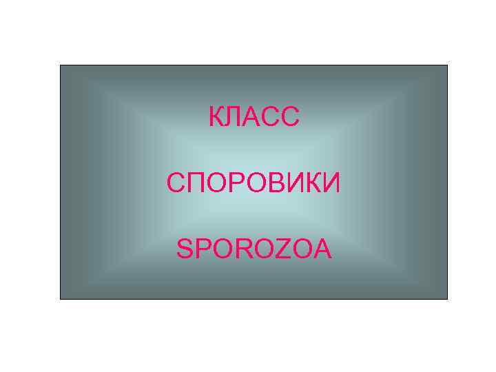 КЛАСС СПОРОВИКИ SPOROZOA 