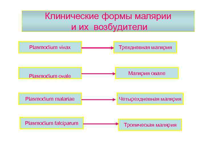 Клинические формы малярии и их возбудители Plasmodium vivax Plasmodium ovale Plasmodium malariae Plasmodium falciparum