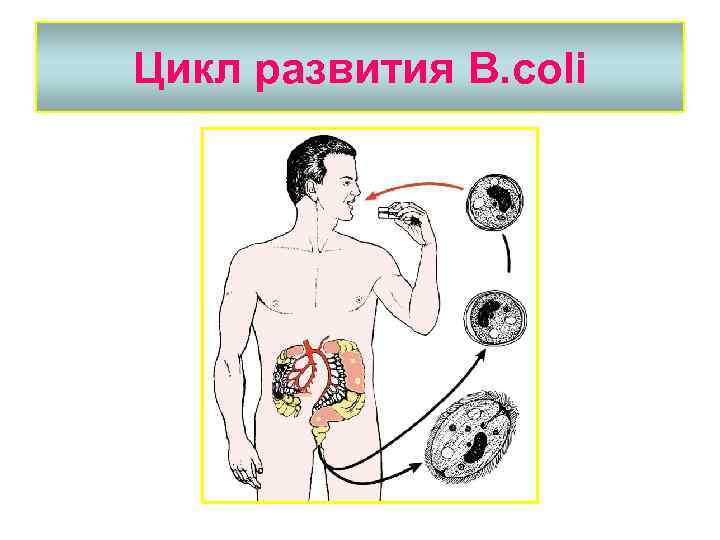 Цикл развития B. coli 