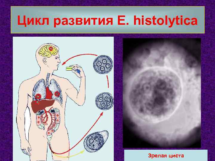 Цикл развития E. histolytica Зрелая циста 