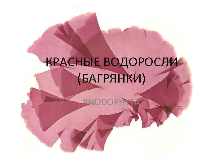 КРАСНЫЕ ВОДОРОСЛИ (БАГРЯНКИ) RHODOPHYTA 