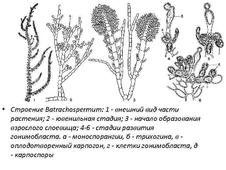 • Строение Batrachospermum: 1 - внешний вид части растения; 2 - ювенильная стадия;