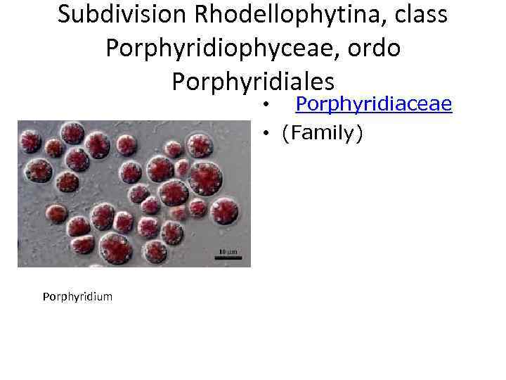Subdivision Rhodellophytina, class Porphyridiophyceae, ordo Porphyridiales • Porphyridiaceae • (Family) Porphyridium 