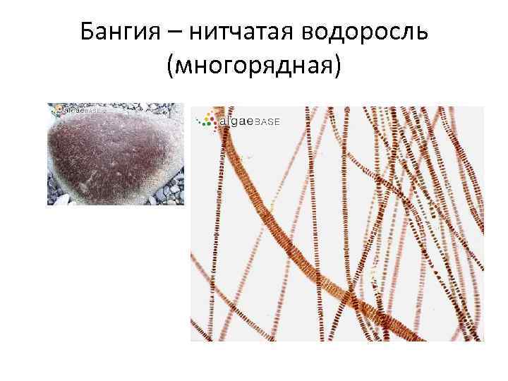 Бангия – нитчатая водоросль (многорядная) 