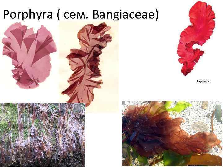 Porphyra ( сем. Bangiaceae) 