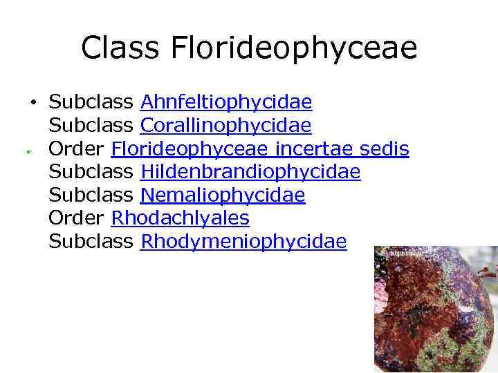 Class Florideophyceae • Subclass Ahnfeltiophycidae Subclass Corallinophycidae Order Florideophyceae incertae sedis Subclass Hildenbrandiophycidae Subclass