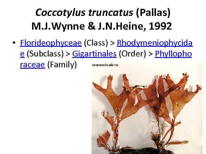 Coccotylus truncatus (Pallas) M. J. Wynne & J. N. Heine, 1992 • Florideophyceae (Class)