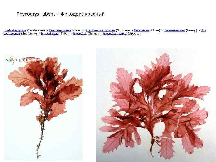 Phycodrys rubens – Фикодрис красный Eurhodophytina (Subdivision) > Florideophyceae (Class) > Rhodymeniophycidae (Subclass) >