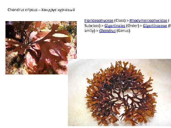 Chondrus cripsus – Хондрус курчавый Florideophyceae (Class) > Rhodymeniophycidae ( Subclass) > Gigartinales (Order)