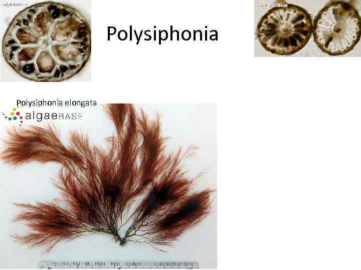 Polysiphonia elongata 