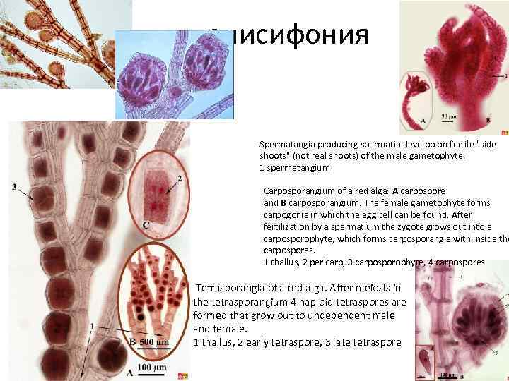 полисифония Spermatangia producing spermatia develop on fertile "side shoots" (not real shoots) of the