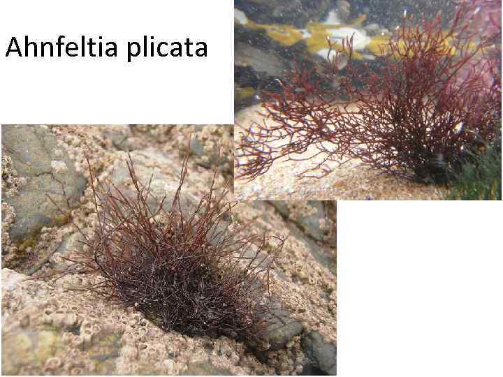 Ahnfeltia plicata 