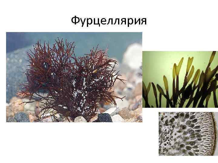 Фурцеллярия 