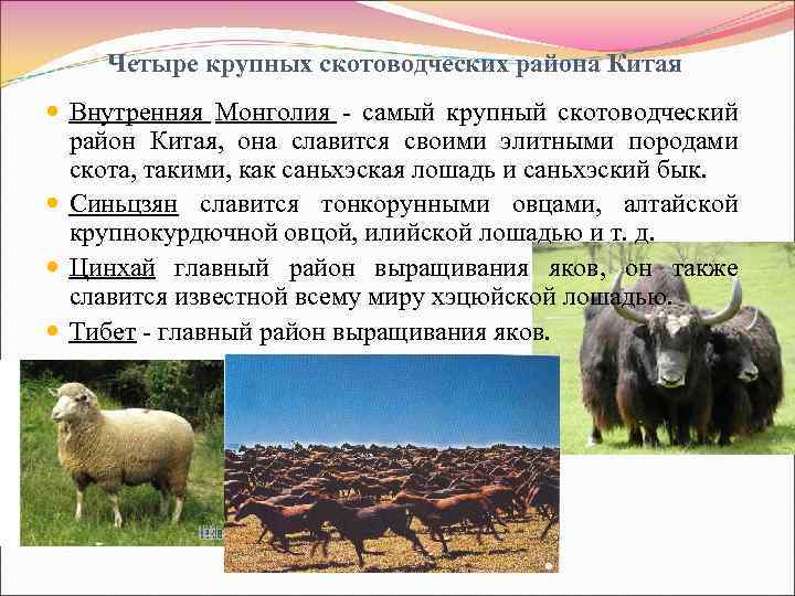 Четыре крупных скотоводческих района Китая Внутренняя Монголия - самый крупный скотоводческий район Китая, она