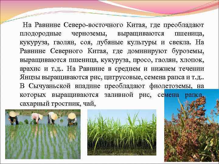 На Равнине Северо-восточного Китая, где преобладают плодородные черноземы, выращиваются пшеница, кукуруза, гаолян, соя, лубяные