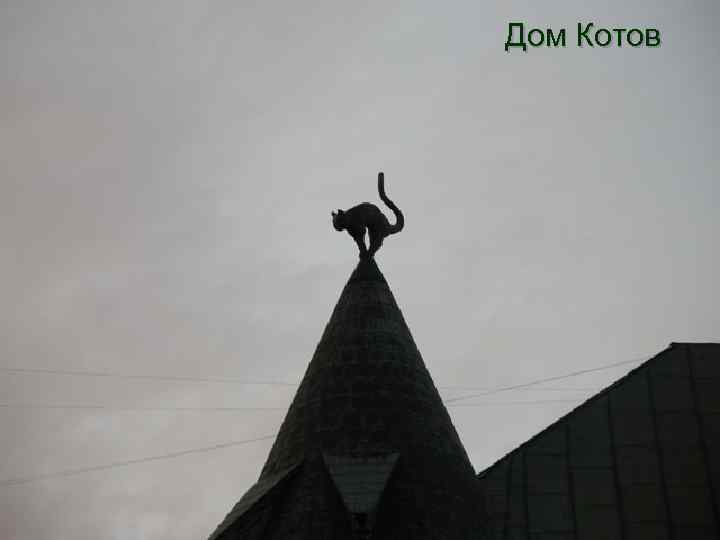 Дом Котов 