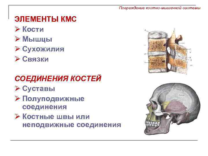 Повреждение костно-мышечной системы ЭЛЕМЕНТЫ КМС Ø Кости Ø Мышцы Ø Сухожилия Ø Связки СОЕДИНЕНИЯ