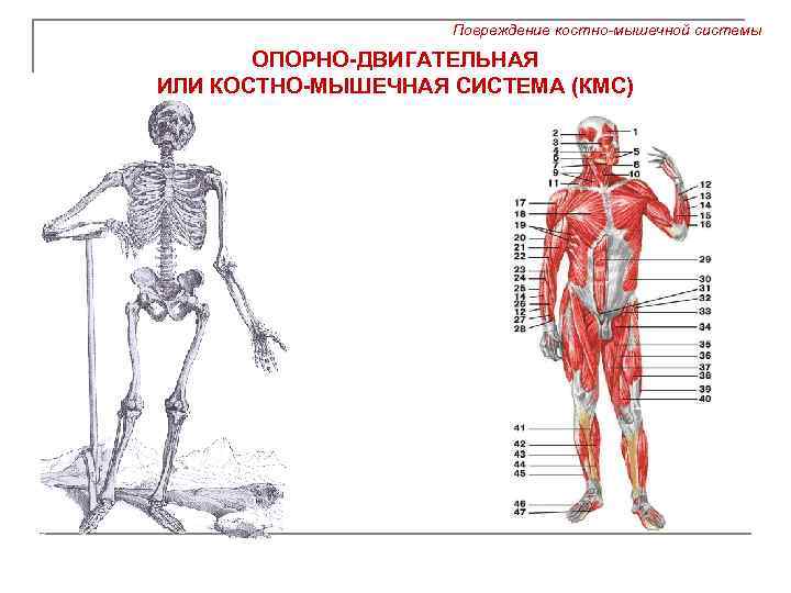 Повреждение костно-мышечной системы ОПОРНО-ДВИГАТЕЛЬНАЯ ИЛИ КОСТНО-МЫШЕЧНАЯ СИСТЕМА (КМС) 