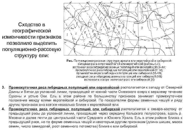 Сходство в географической изменчивости признаков позволило выделить популяционно-рассовую структуру ели: 3. 4. Промежуточная раса