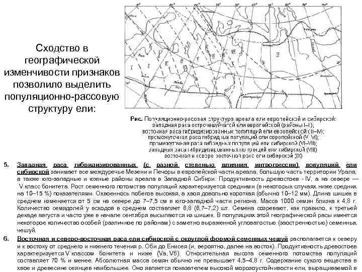 Сходство в географической изменчивости признаков позволило выделить популяционно-рассовую структуру ели: 5. 6. Западная раса